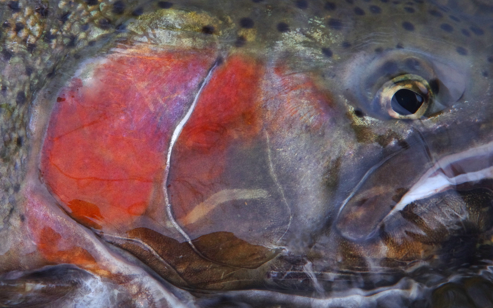 TROUT AND STEELHEAD: STEALTH FUNDAMENTALS OF TROUT NINJAS [VIDEO]