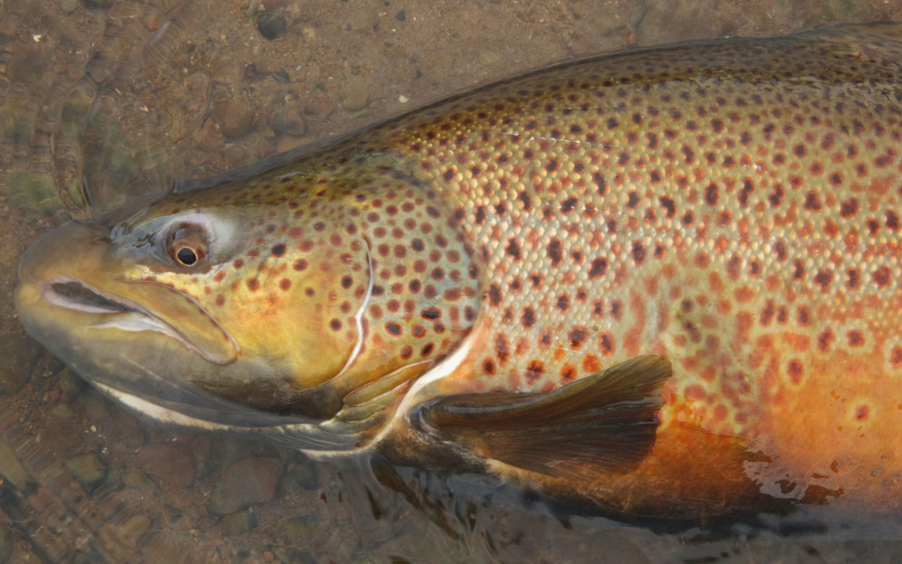 FLY FISHING FOR GREAT LAKES STEELHEAD AND BROWN TROUT: THE MOST IMPORTANT FACTOR, COVERING WATER [PART 2]