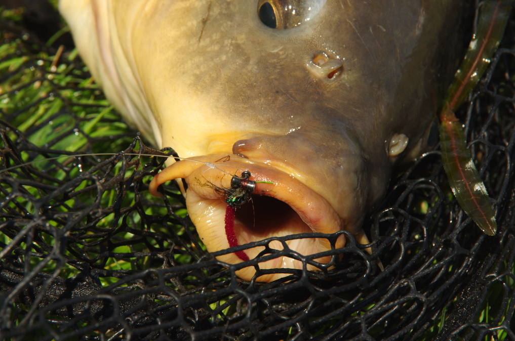 Carp on the Fly: A Flyfishing Guide 9781555661861