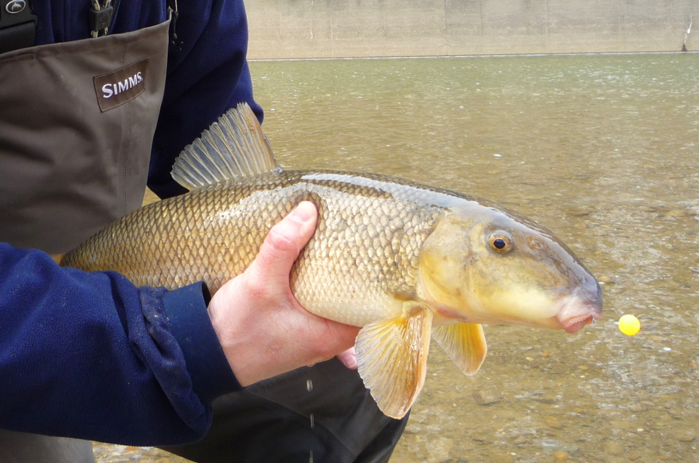 FLY FISHING FOR CARP: COMPLETE GUIDE - ToFlyFish