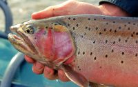 FLY FISHING SLOW FOR STILLWATER TROUT: PART 1