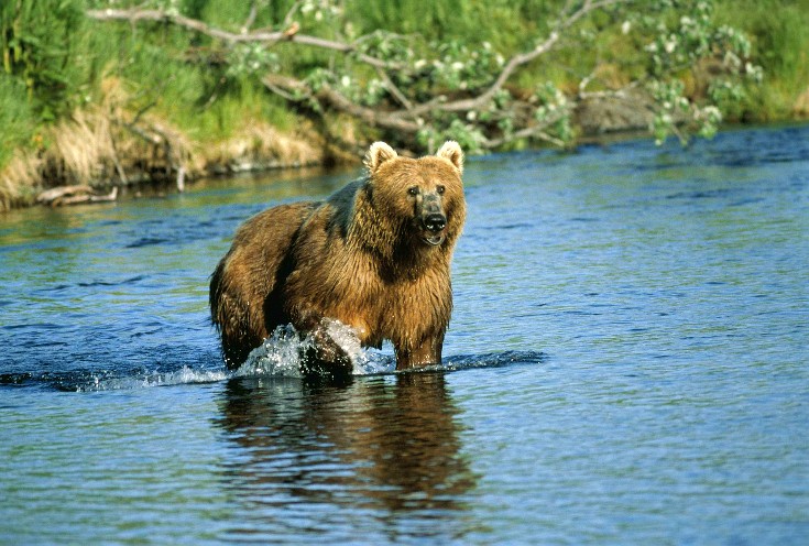 Travel and shipping bear spray in Alaska.