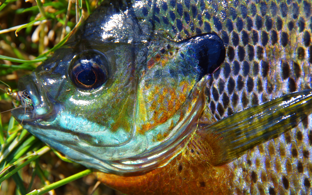 Bluegill Bug Popper Bass & Panfish Fly | Red/White | Orvis