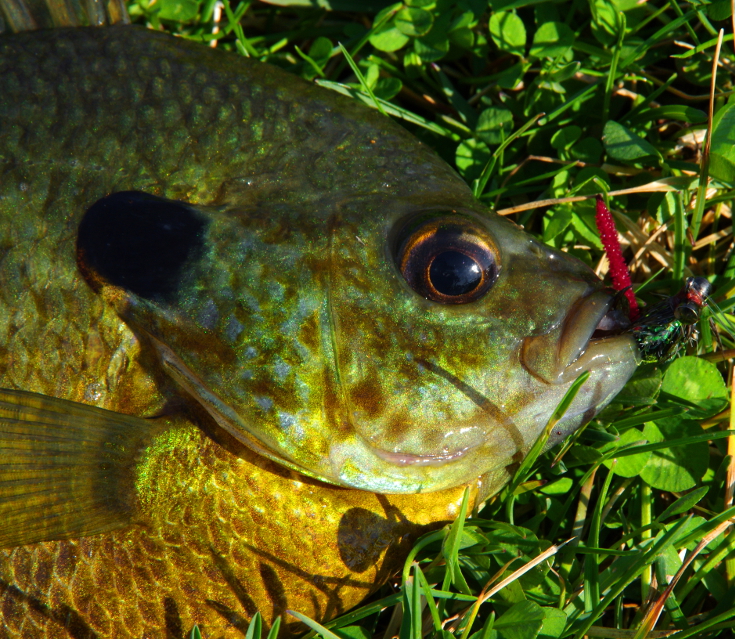 Fly fishing for bluegill and sunfish.