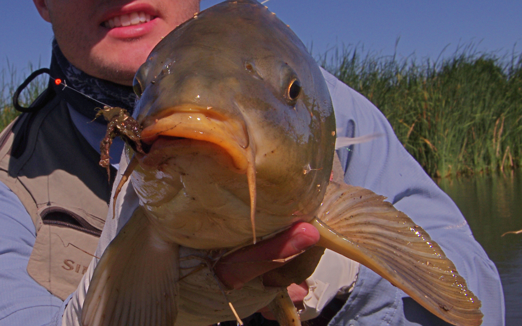 CARP FLY FISHING AND THE DROP