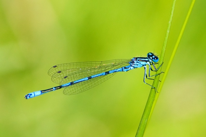 Fly fishing damselflies.