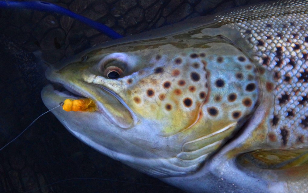 PEGGED BEADS VERSUS OTHER EGG PATTERNS - ToFlyFish