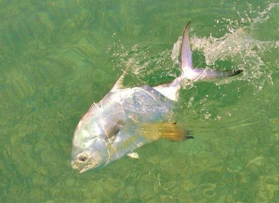 Fly fishing for permit in Belize.