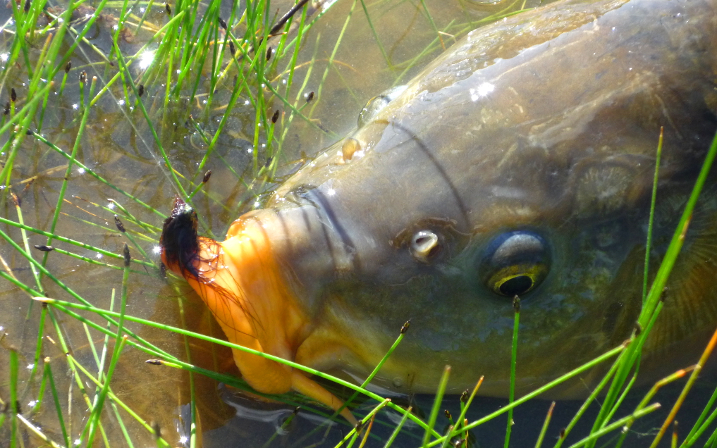 Fly fishing for carp