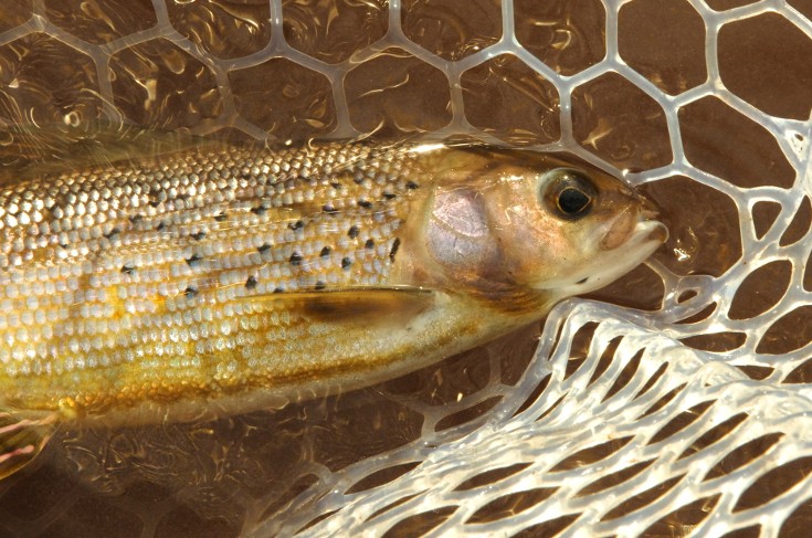 Egg patterns and grayling.