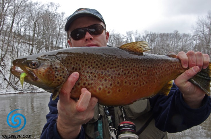 Brown trout and egg patterns.
