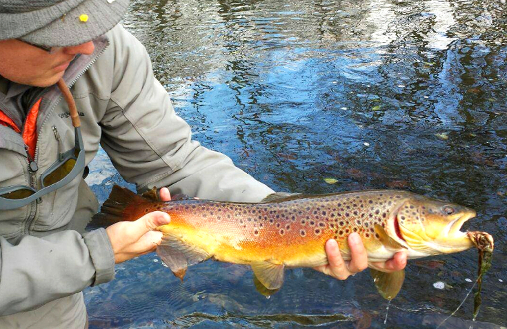 Streamer fishing fall brown trout.