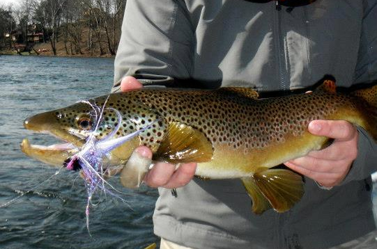 Streamer fishing snap pause brown trout.