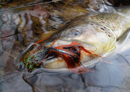 Streamer fly brown trout.