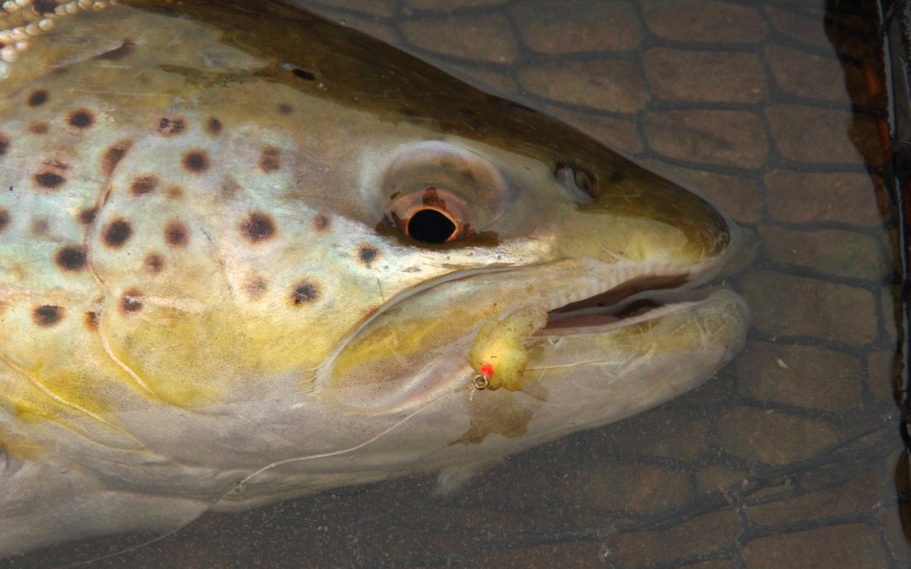 Dubbing egg fly pattern brown trout.