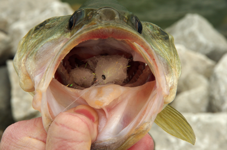 Largemouth bass Game Changer fly.