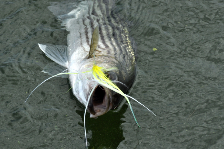 Hollow Fleye Squid Fly Pattern (Fly Tying Tutorial) 