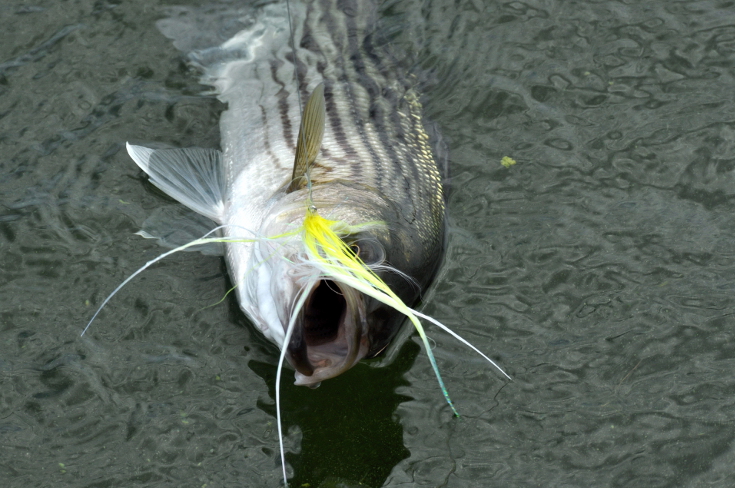 Fly action striped bass fly fishing.