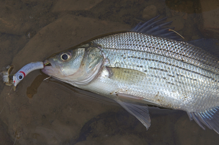 Fly action white bass wiggle fly.