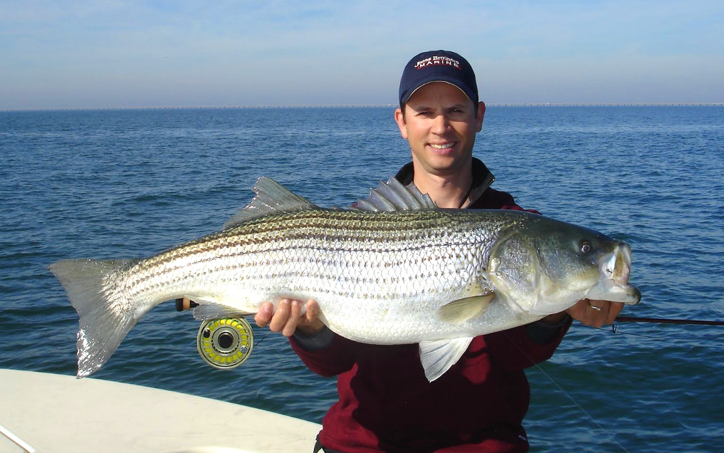 Catching a GIANT Chesapeake Bay striper with live bait and planer