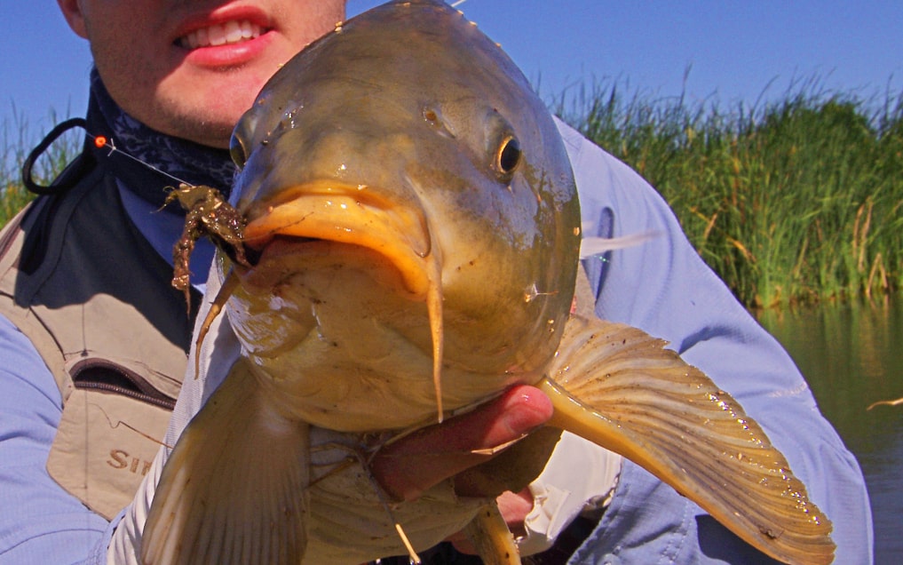 Carp on the fly with the drop