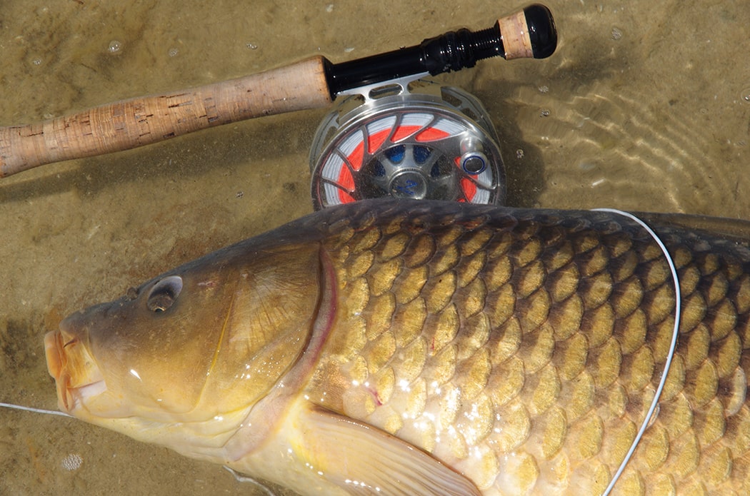 Rods and Reels for carp fly fishing