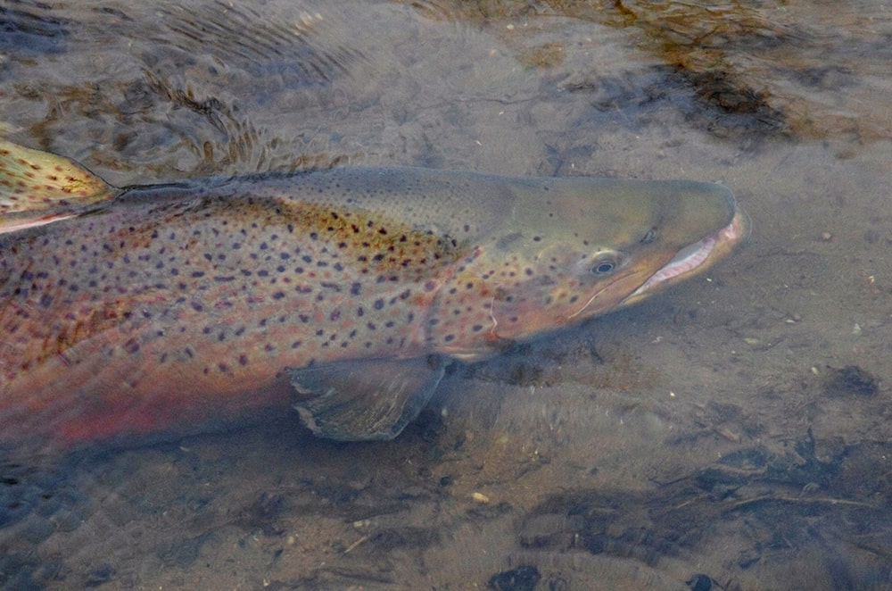 fly fishing Great Lakes steelhead and brown trout