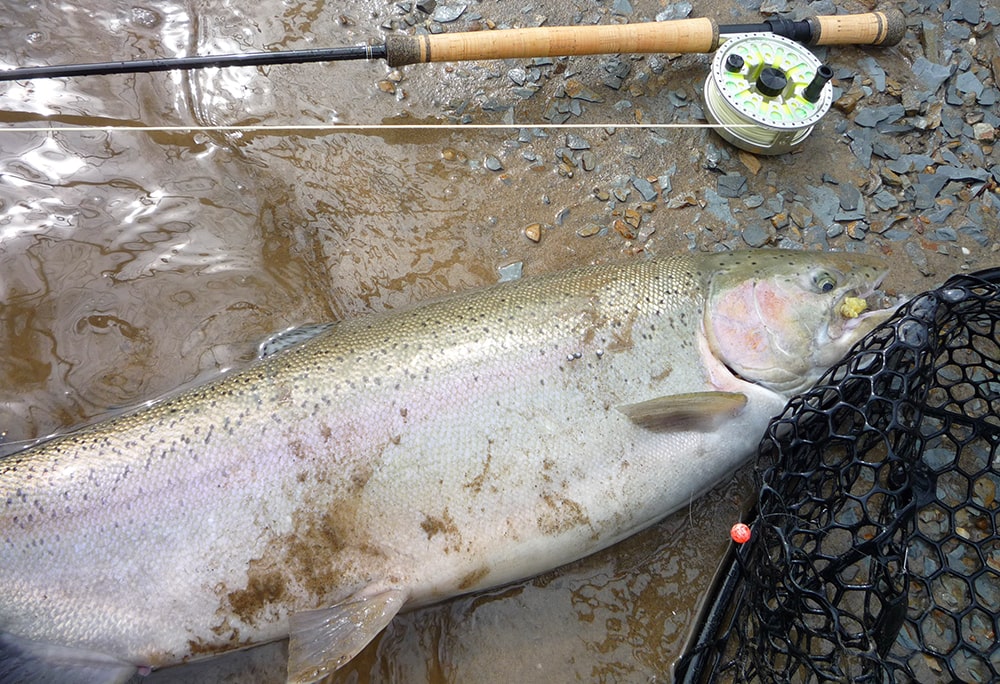 Great Lakes steelhead and brown trout fly lines