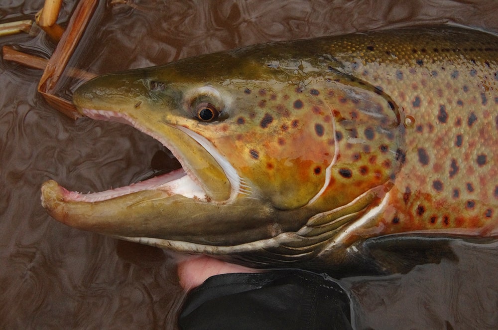 Great Lakes steelhead and brown trout migration