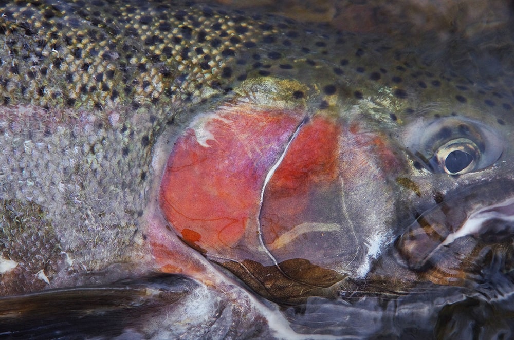 history of great lakes steelhead and brown trout