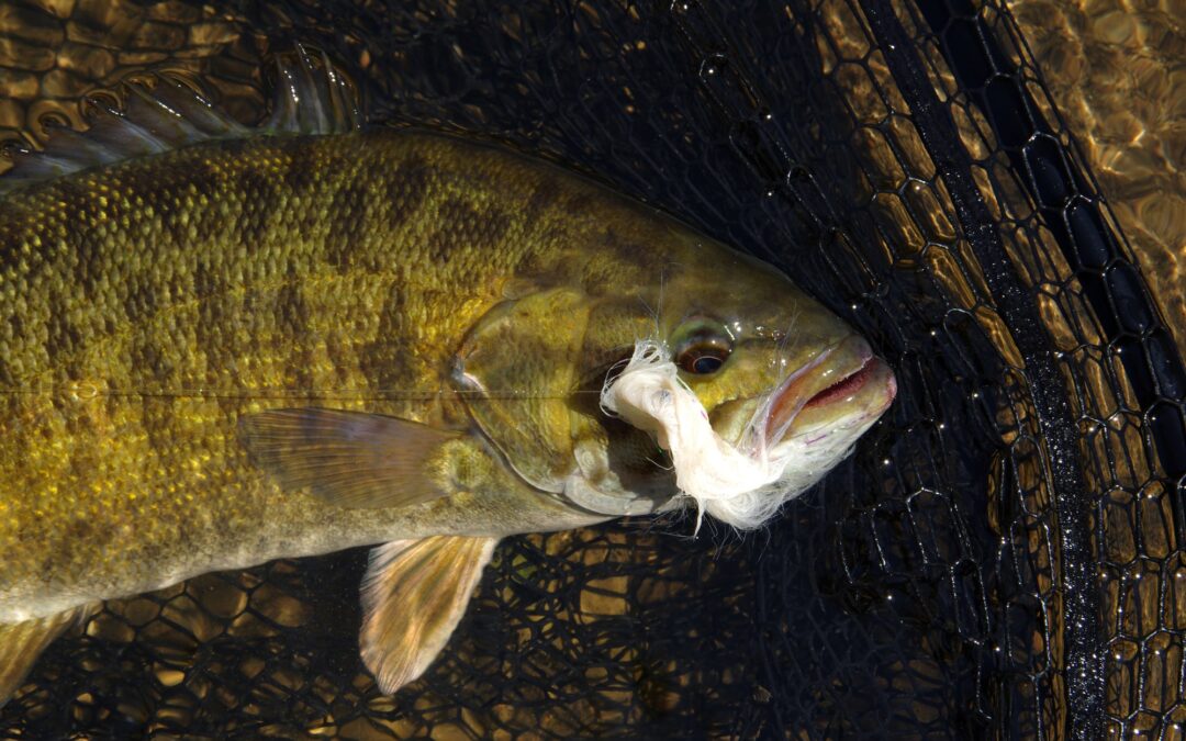 SMALLMOUTH BASS FLIES: COMPLETE GUIDE - ToFlyFish