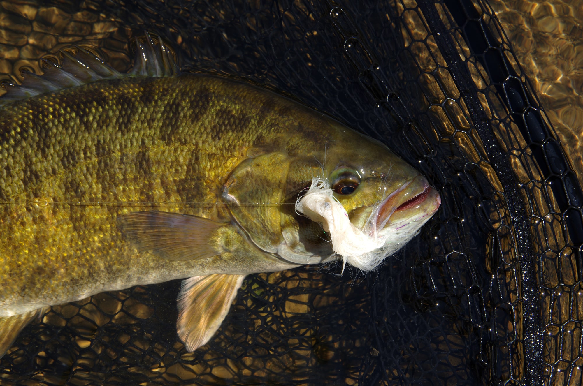 SMALLMOUTH BASS FLIES: COMPLETE GUIDE - ToFlyFish