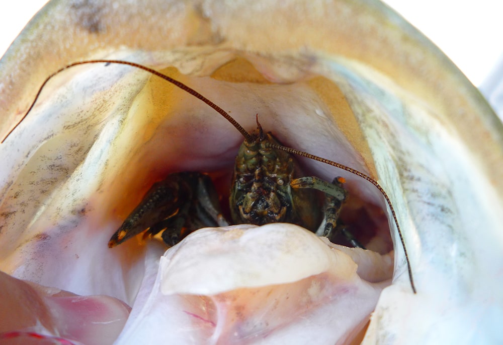 smallmouth bass feeding habits