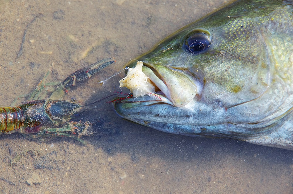 smallmouth bass fly fishing feeding habits