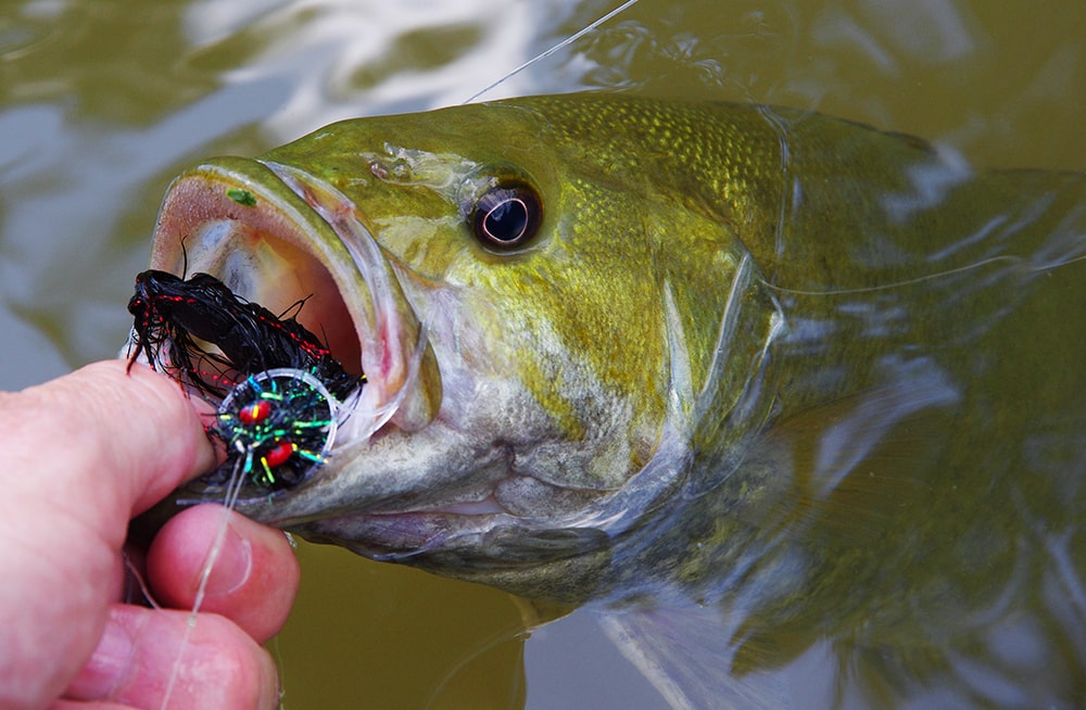 The Best Smallmouth Bass Bait: An Angler's Guide