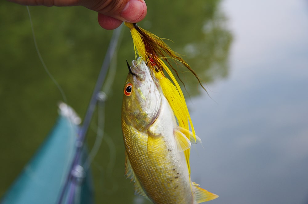 smallmouth bass fly fishing snap retrieve
