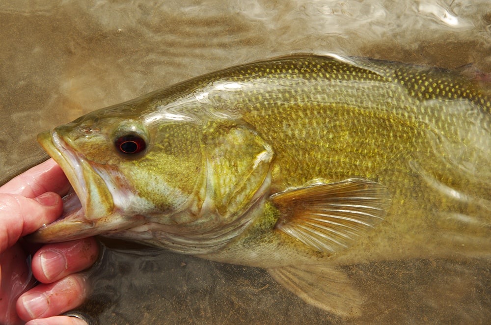 smallmouth bass fly fishing spawn