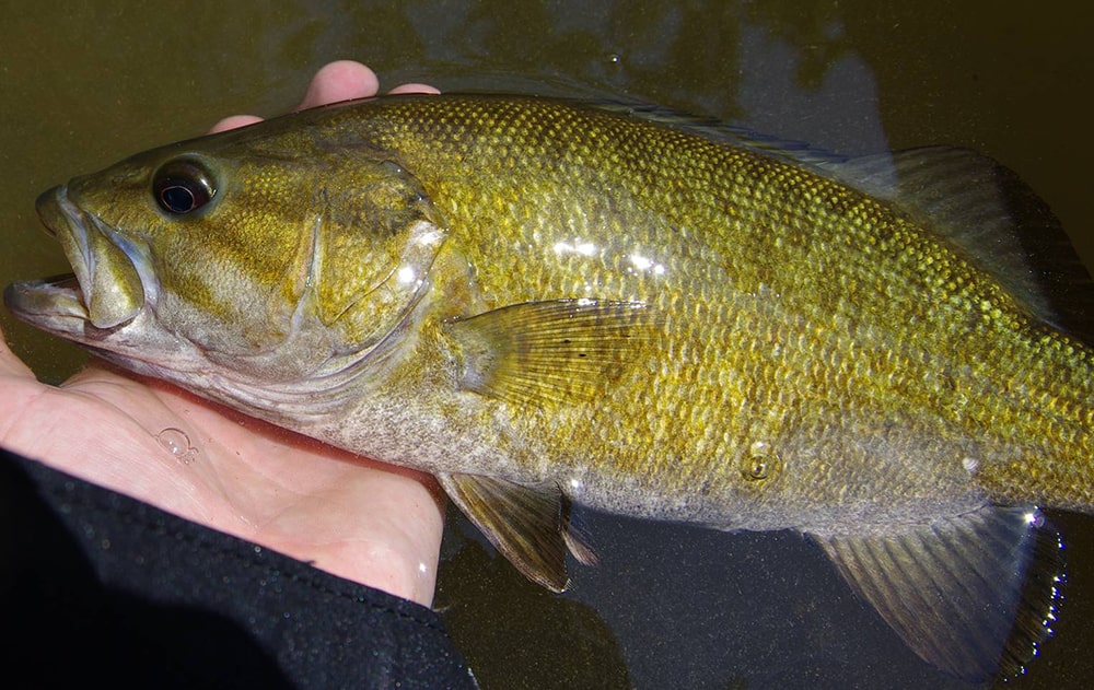 Basics of Fly Fishing for Smallmouth Bass. It's Easier than you Think -  Men's Journal