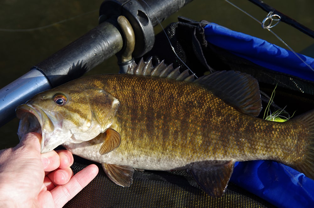 smallmouth bass fishing winter