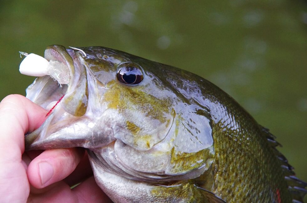 SMALLMOUTH BASS FLIES: COMPLETE GUIDE - ToFlyFish