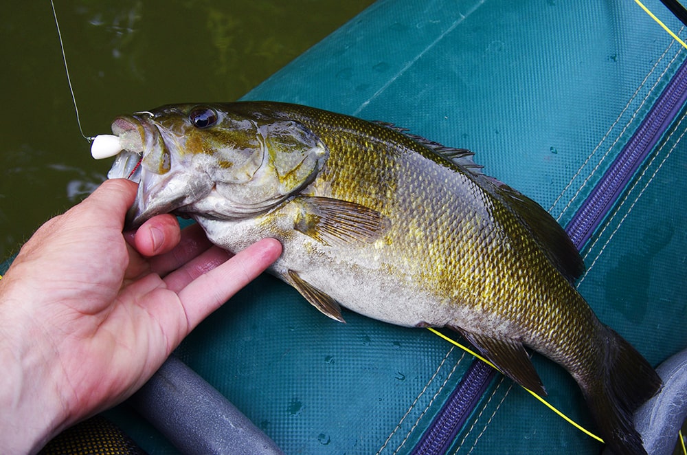 Smallmouth Bass from Top to Bottom - American AnglerAmerican Angler