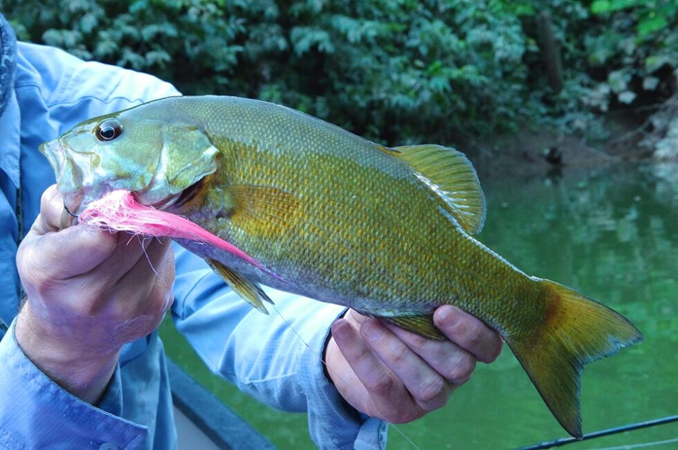 SMALLMOUTH BASS FLIES COMPLETE GUIDE ToFlyFish