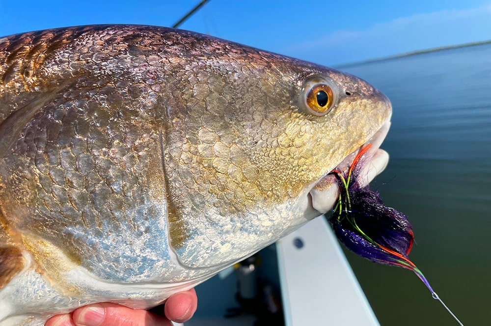 https://toflyfish.com/wp-content/uploads/2023/01/Louisiana-Redfish-Fly.jpg