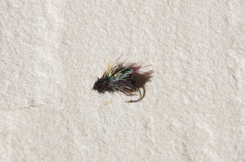 beetle fly