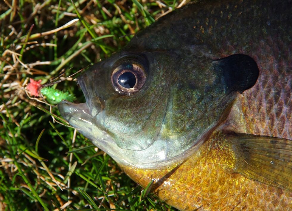 FLY FISHING FOR BLUEGILL ToFlyFish