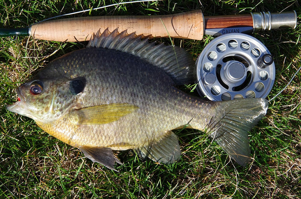 Fly Fishing for BIG BLUEGILL! (Panfish on the Fly Rod) 