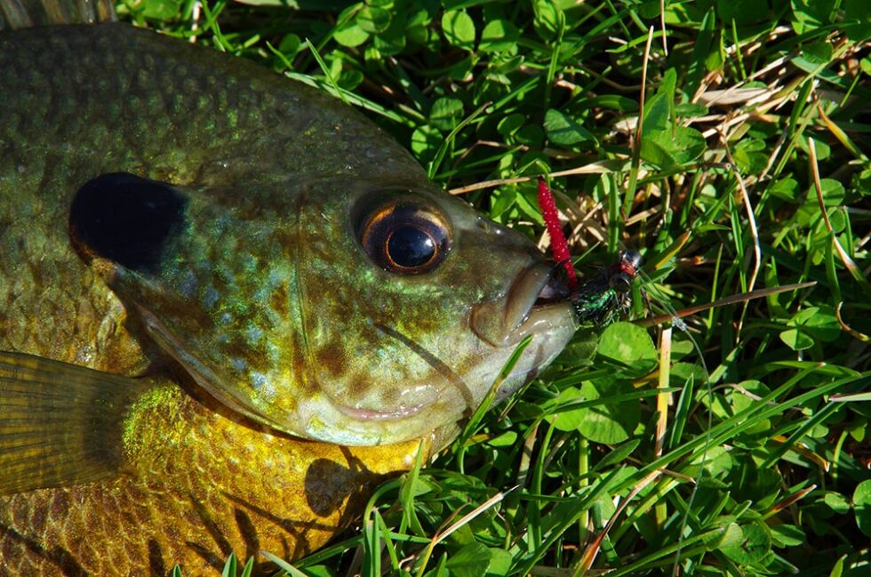 FLY FISHING FOR BLUEGILL ToFlyFish