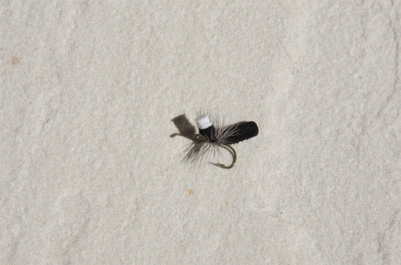 bluegill ant fly