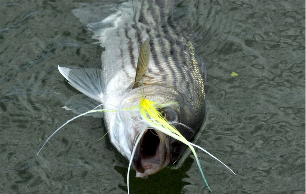 striped bass fly fishing