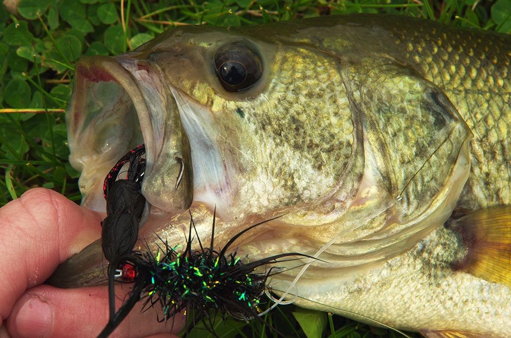largemouth bass on fly